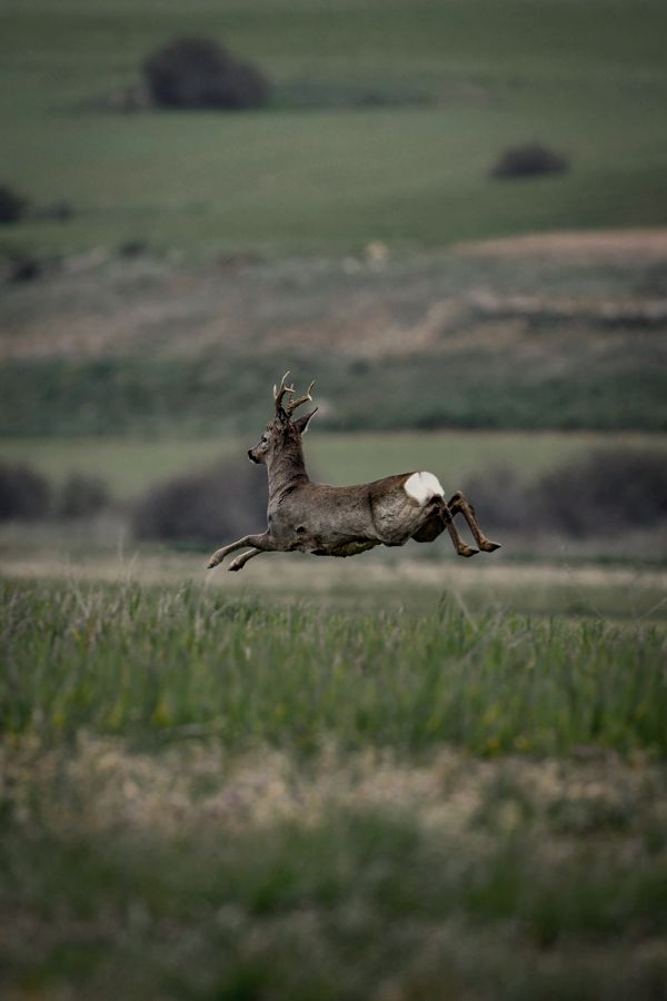 Finca en Segovia