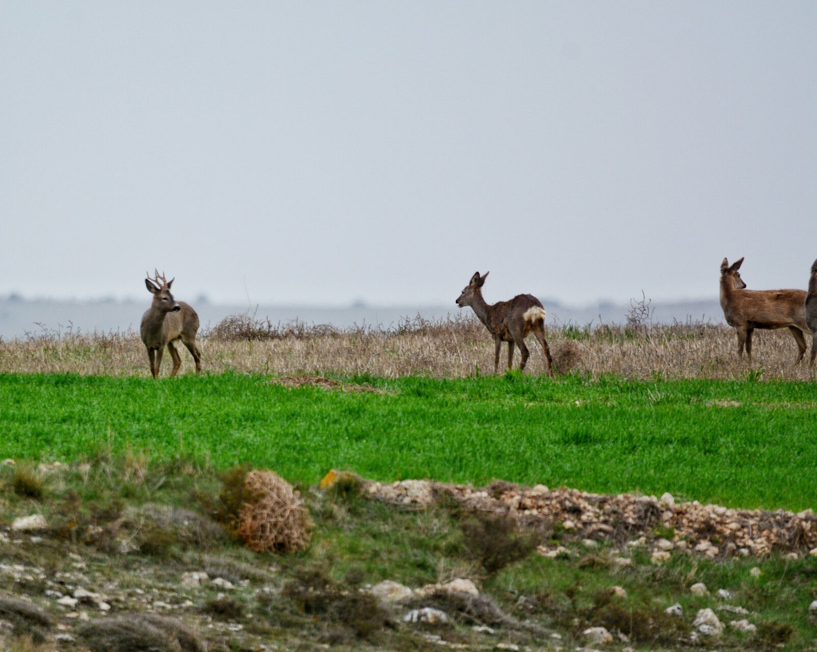 Finca en Zaragoza