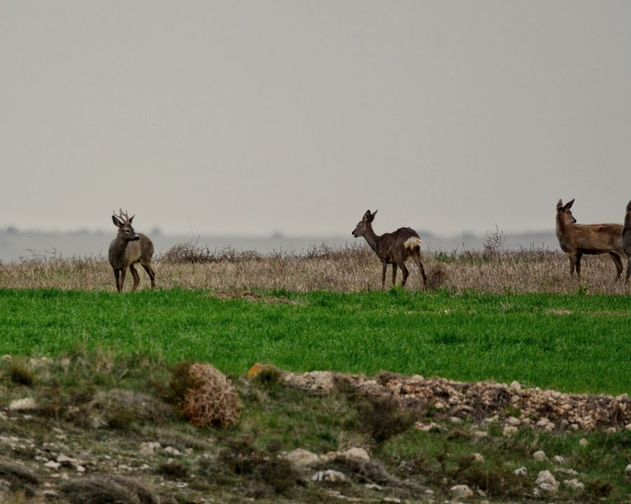 Finca en Zaragoza