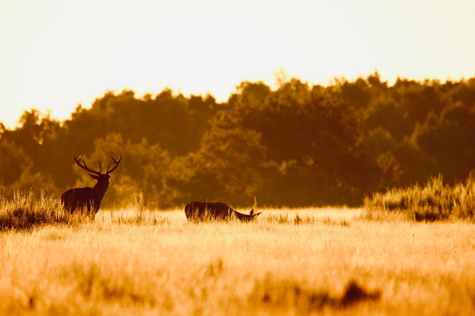 Finca en Badajoz