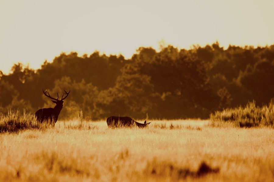 Finca en Badajoz