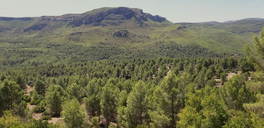 Finca Albacete